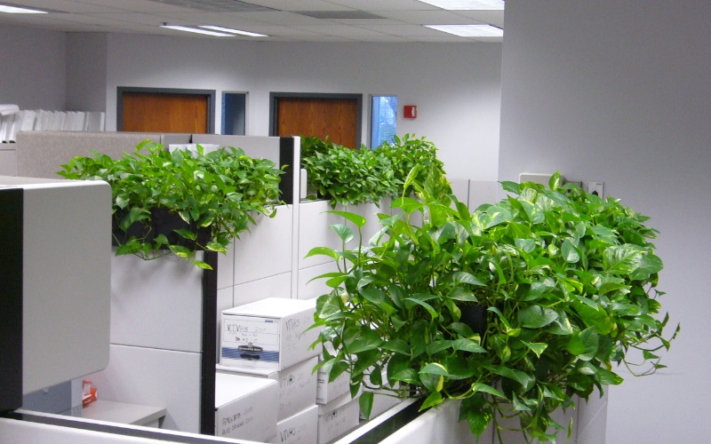 Các loại cây được trồng trong thiết kế văn phòng xanh